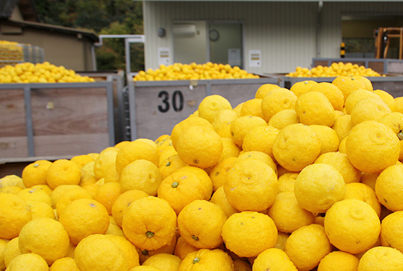 旭フレッシュについて | 旭フレッシュ